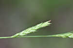 Darkgreen sedge